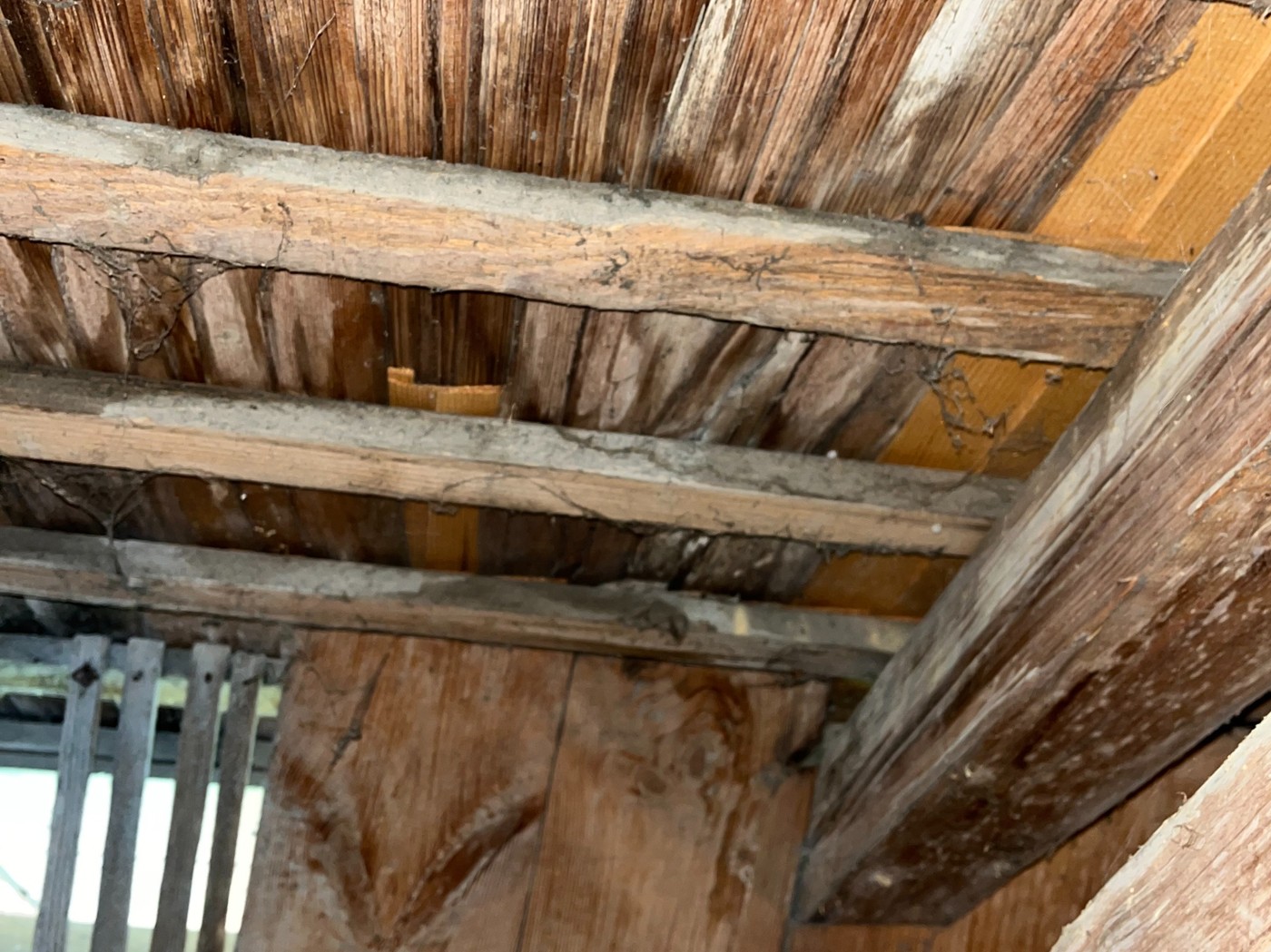 20250408 02 Fäulnis.jpg